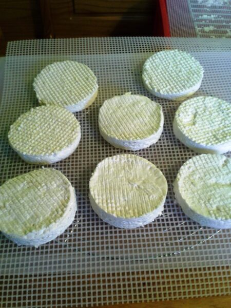 Camembert de chèvre