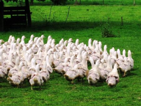 Gésiers confits - 300 gr.