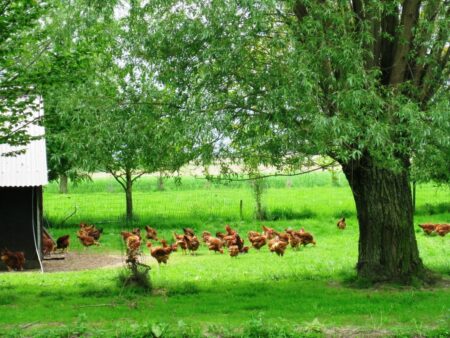 Foie de volaille 300gr.