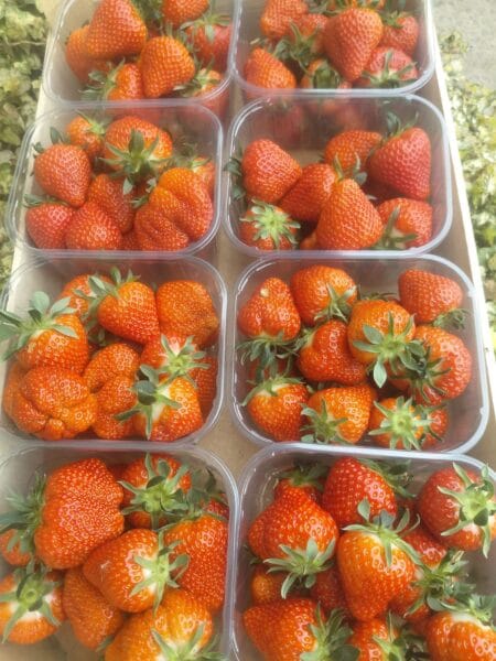 Fraises Fraiches - Ravier 500 gr.