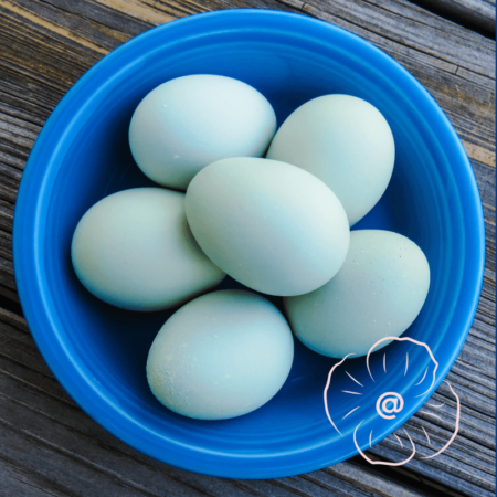 Oeufs bleus frais / 6 pc