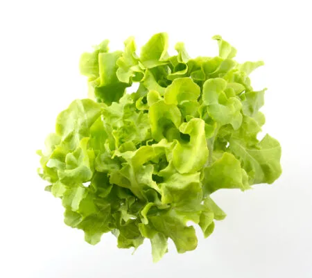 Salade scarole - pièce