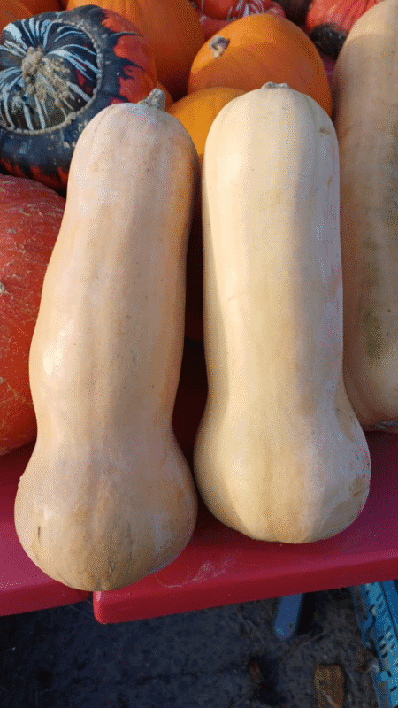 Butternut +/- 3kg