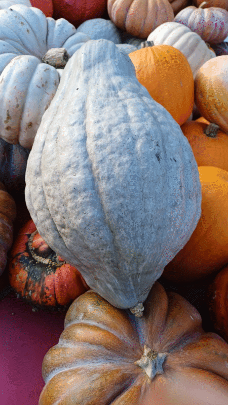 Potiron Hubard 7-8kg