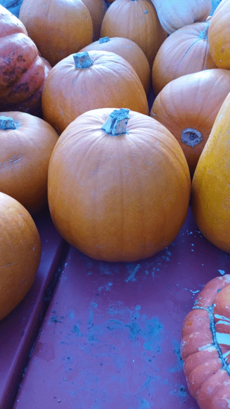 Jack O Lanterne +/- 4,5kg