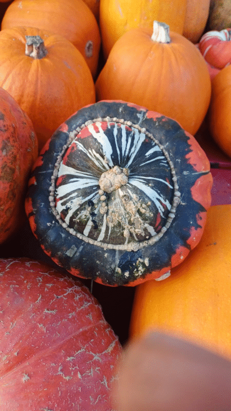 Courge Bonnet Turc +/- 2,5kg