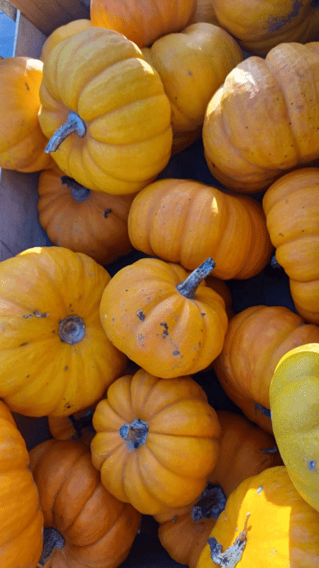 Jack O Little - pièce