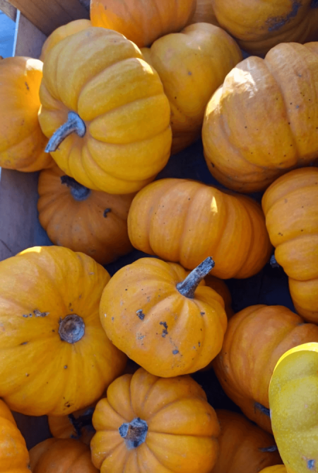 Jack O Little - pièce
