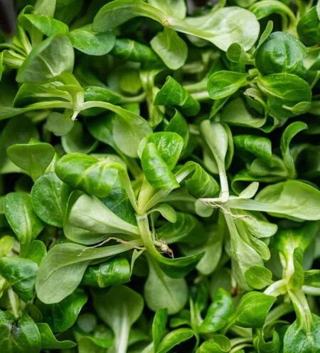 Salade de blé - 100g