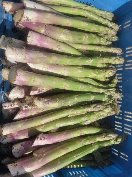 Asperges vertes