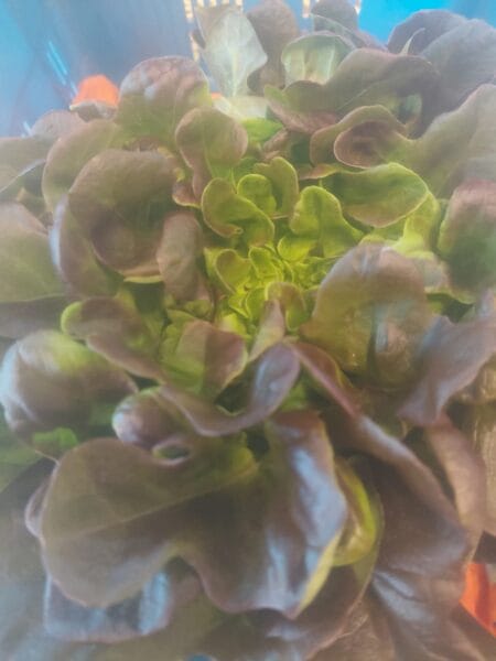 Salade feuille de chêne