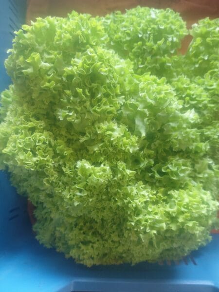 Salade Lollo verte