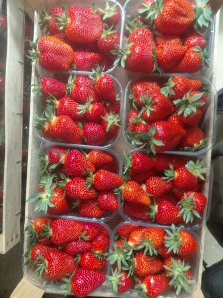 Fraises fraîches – Offre spéciale: 3 raviers + 1 gratuit