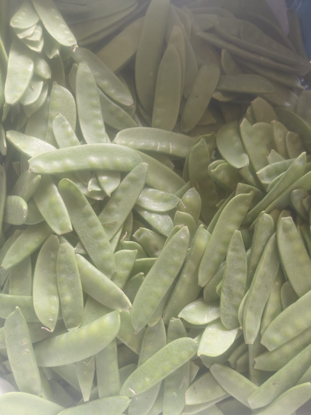 Pois mange-tout - 250g – Image 2