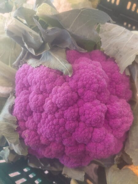Chou-fleur violet – pièce