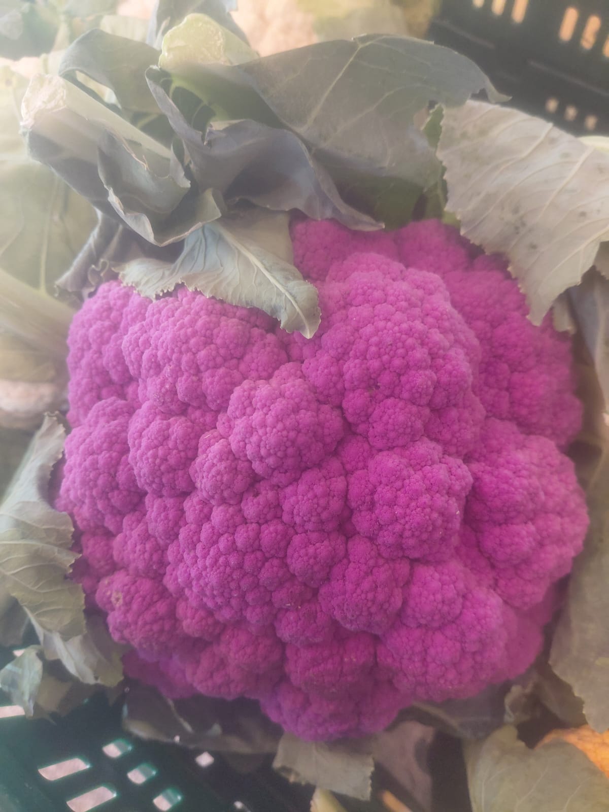 Chou-fleur violet – pièce