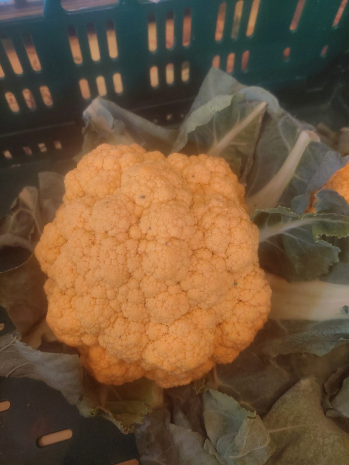 Chou-fleur orange – pièce