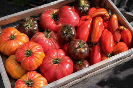 Tomates anciennes (mix) – 6,00 €/kg