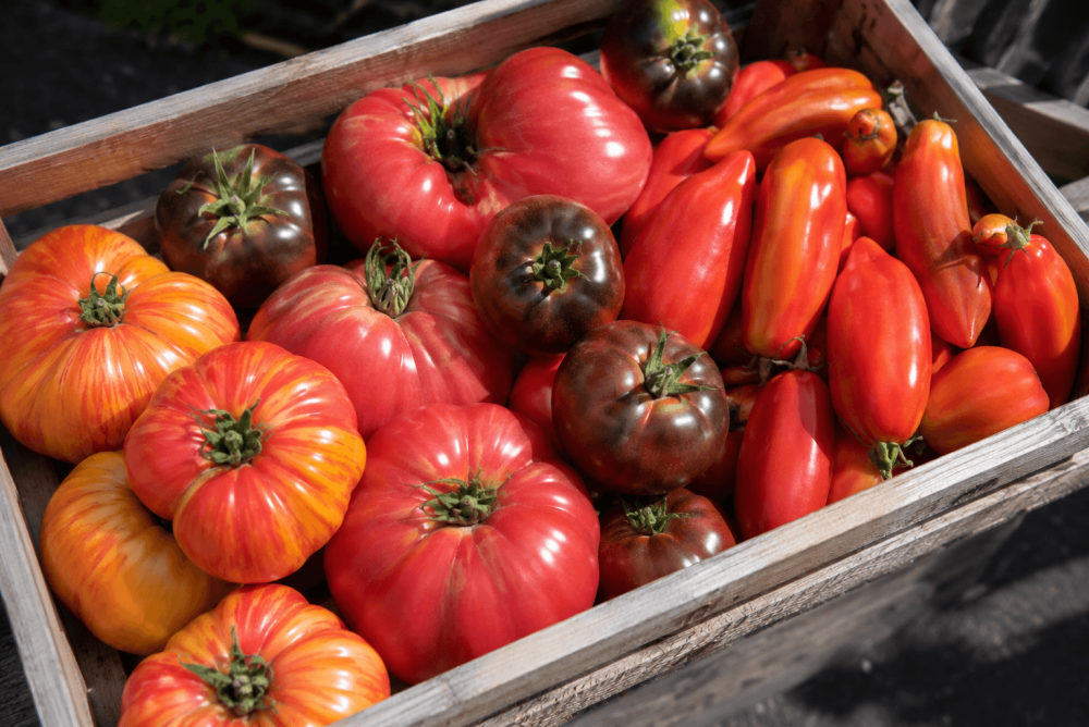 Tomates anciennes (mix) /kg