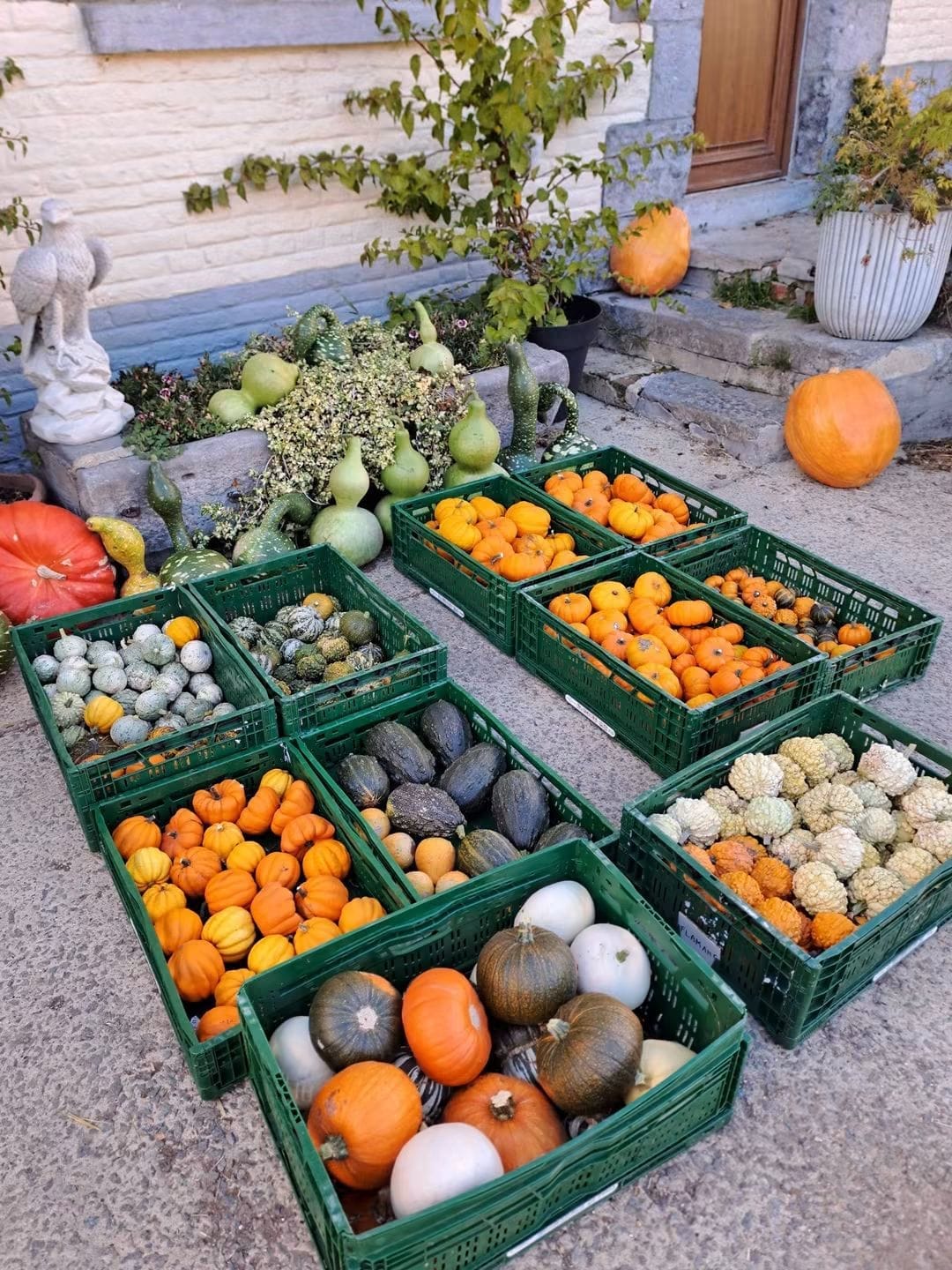Mix de coloquintes – Lot de 6